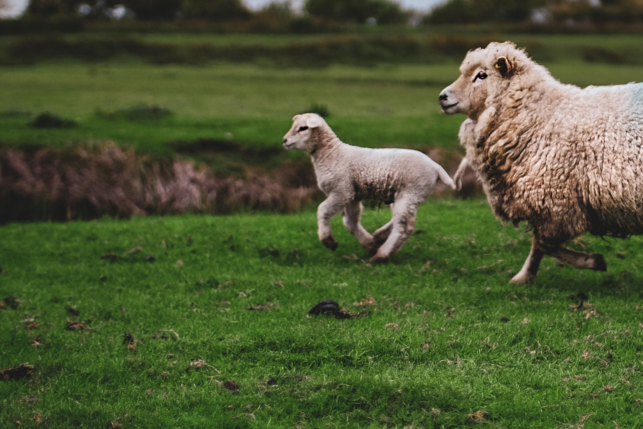 Sheep on right